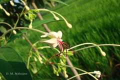 Clerodendrum indicum